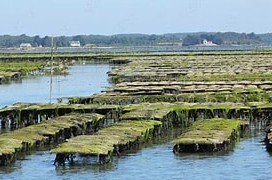Découverte de l’ostréiculture avec dégustation d’huîtres (Covoiturage)